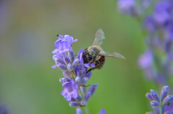 Honingbij op lavendel bloem — Stockfoto