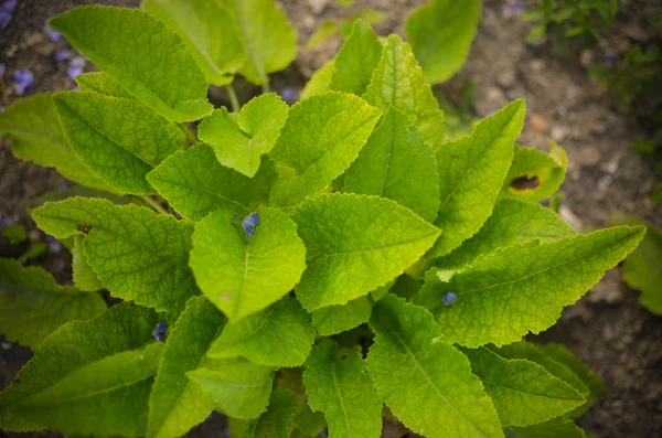 Natura sfondo di foglie sulla parte anteriore del terreno — Foto Stock