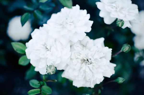 Прекрасна дика троянда в саду — стокове фото