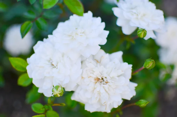 Bela rosa selvagem no jardim — Fotografia de Stock