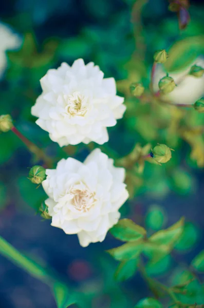 Piękna róża dzika w ogrodzie — Zdjęcie stockowe