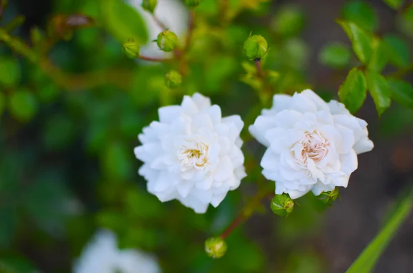 Bela rosa selvagem no jardim — Fotografia de Stock