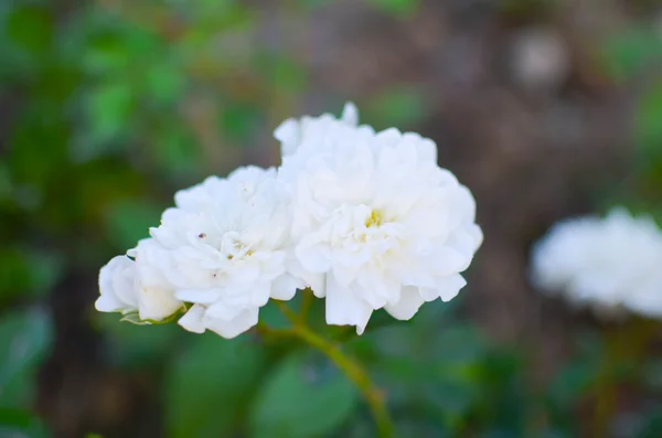 Прекрасна дика троянда в саду — стокове фото