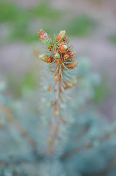 Blue spruce ágak háttere — Stock Fotó