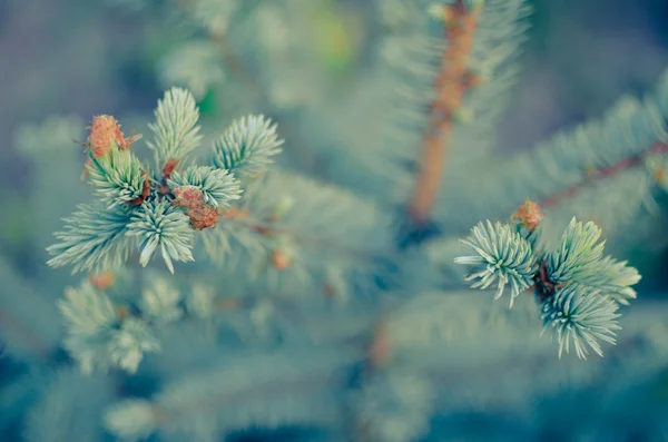 Blue spruce ágak háttere — Stock Fotó