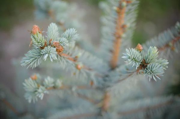 Blue spruce ágak háttere — Stock Fotó