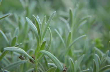 Masa üstü arka plan bahar. Çiçekler. Ahşap masa