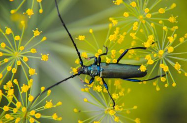 Bir çiçek dereotu üzerinde oturan siyah böceği