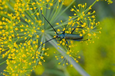 Bir çiçek dereotu üzerinde oturan siyah böceği