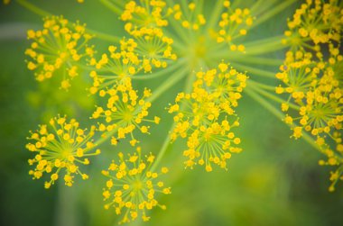 Bir çiçek dereotu üzerinde oturan siyah böceği