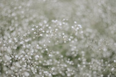 Arka plan bulanık, küçük beyaz çiçekler gypsophila, seçici odak ile