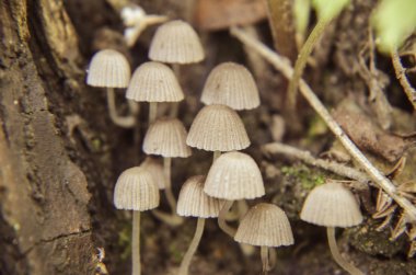 Ağaç üzerinde büyüyen küçük beyaz mantar