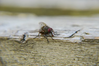 Darbe anında, leş, bluebottles veya küme 