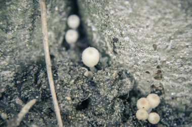 Ağaç üzerinde büyüyen küçük beyaz mantar