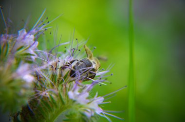 Phacelia çiçek tanacetifolia ve mütevazi arı Close-up nektar toplar