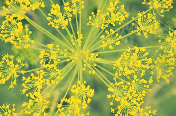 Svart skalbagge sitter på en blomma dill — Stockfoto