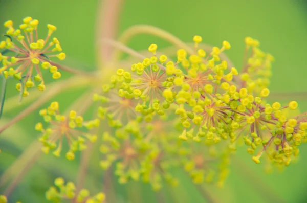 Чорний жук сидить на квіточці кропу — стокове фото