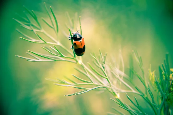 Black and red beetle sitting on a flower dill — Stock Photo, Image