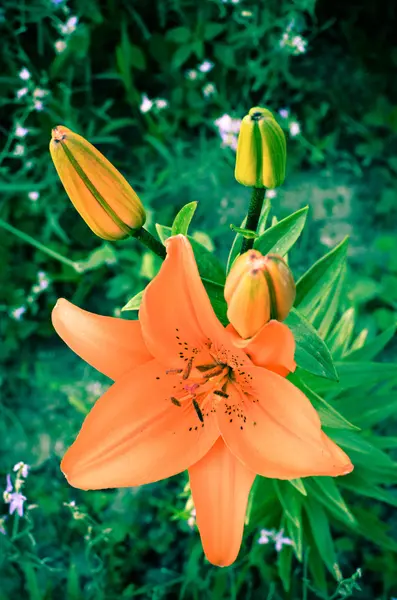 完全な庭の深い赤いユリの開花 — ストック写真