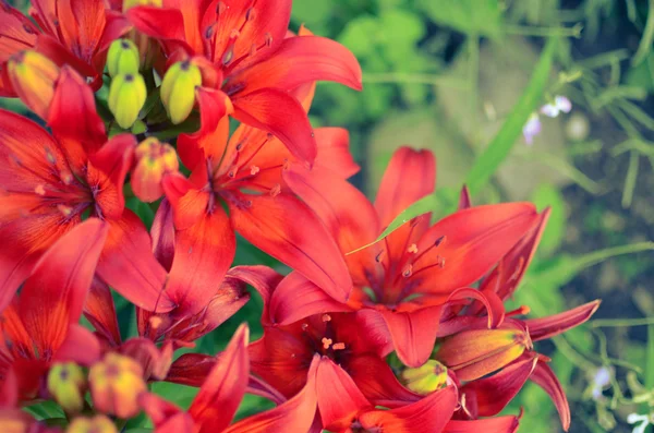 完全な庭の深い赤いユリの開花 — ストック写真