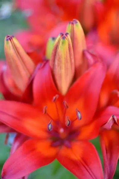 完全な庭の深い赤いユリの開花 — ストック写真
