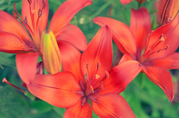 完全な庭の深い赤いユリの開花 — ストック写真
