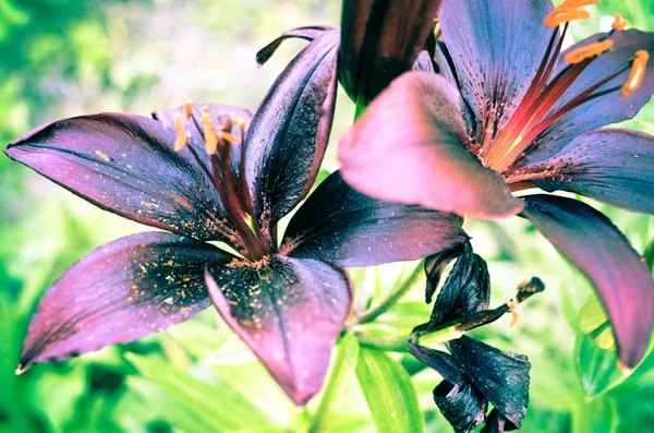 夏の庭で美しい黒ユリの花のクローズ アップ — ストック写真