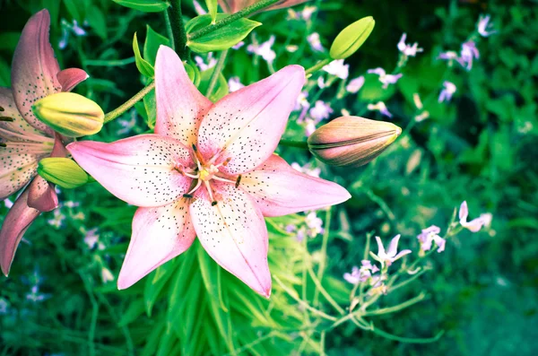 黒の背景にピンクの花びらを持つフラグメントのユリの花のマクロ写真 — ストック写真