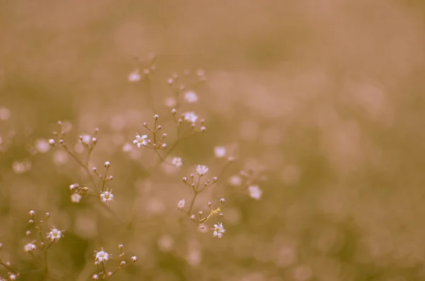 Arka plan bulanık, küçük beyaz çiçekler gypsophila, seçici odak ile — Stok fotoğraf