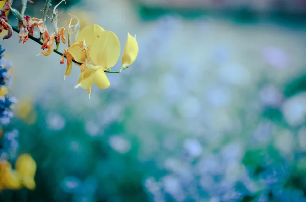 Gelbe Blume aus nächster Nähe im Garten — Stockfoto