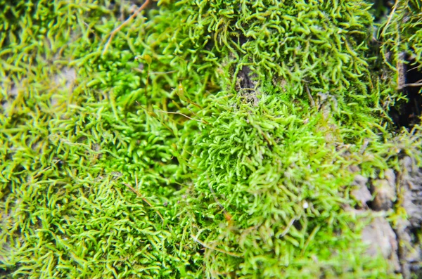 Textura de fondo de musgo verde hermoso en el árbol — Foto de Stock