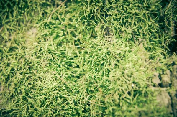 Зеленый мох фон текстура красивая на дереве — стоковое фото