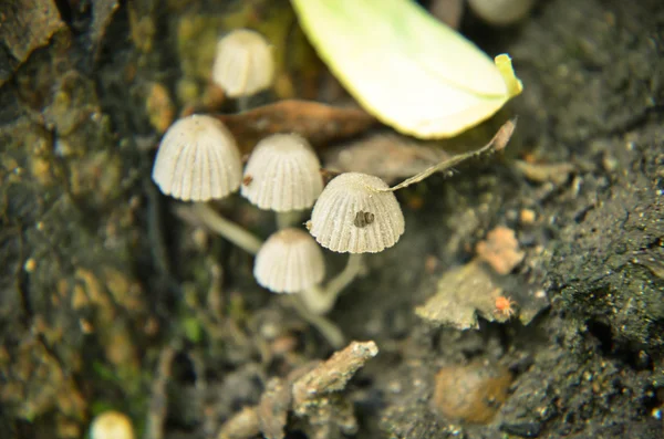 Jamur putih liar kecil tumbuh di pohon — Stok Foto
