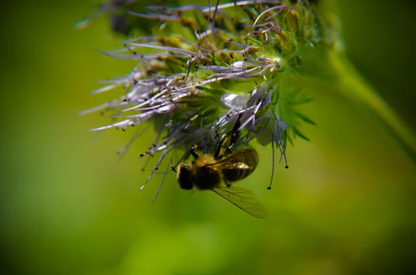 Close-up of phacelia flower  tanacetifolia and humble bee collects nectar — Stock Photo, Image