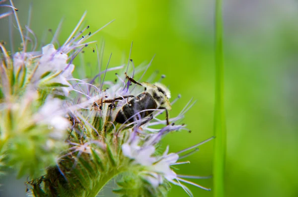 Close-up of phacelia flower  tanacetifolia and humble bee collects nectar — Stock Photo, Image