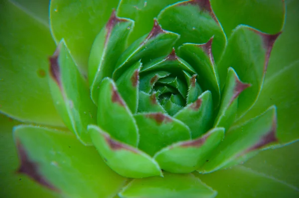 Zbliżenie Sempervivum – algi Rojnik zielony kwiat — Zdjęcie stockowe
