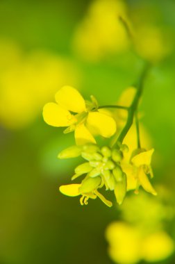 Mevsimlik yeşil zemin üzerine sarı çiçek