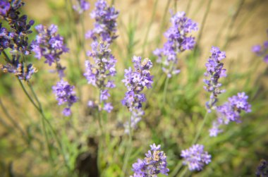 Görünüm alanları taze lavanta
