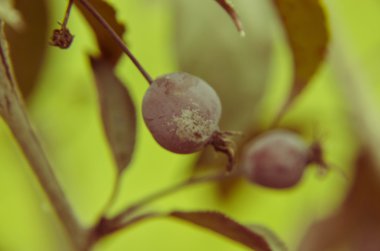 Malus Redsentinel elma jelatin ve reçel için iyidir. Onlar çok ekşi çiğ yenebilir değil.