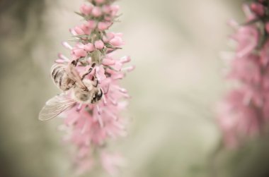 Ortak heather calluna vulgaris. Küçük bal orman bitki ve süs Bahçe .