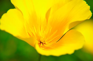 Eschscholzia yeşil çim bir arka plana dayanır. Californica, California haşhaş