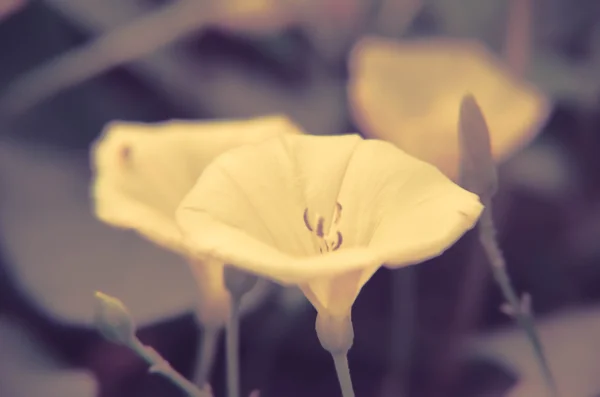 Flores brancas bonitas do convolvulus em um jardim — Fotografia de Stock