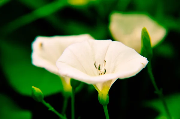 Beautiful white convolvulus flowers in a garden — Stock Photo, Image