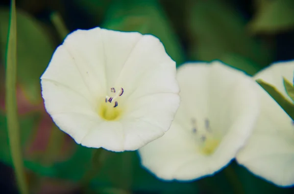 Красивые белые сгустки цветов в саду — стоковое фото