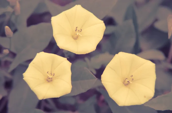Hermosas flores blancas convolvulus en un jardín —  Fotos de Stock