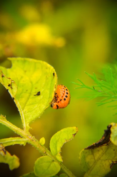 La larva del escarabajo colorado rojo se alimenta — Foto de Stock