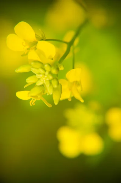 Yellow flowers on a blured green background — Stock Photo, Image