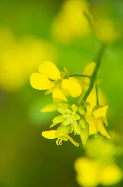 Gelbe Blumen auf blaurotgrünem Hintergrund — Stockfoto