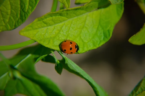 Ladybug on green leaf and  background — Stock Photo, Image