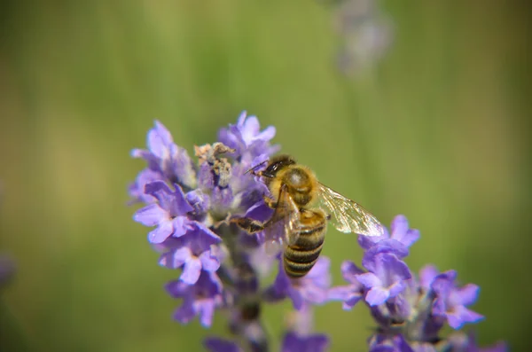 Hommel lavendel bloemen en bijen — Stockfoto